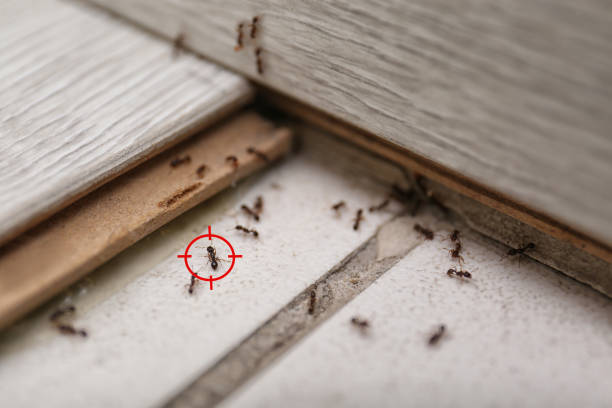 Best Flea Control Services  in Panhandle, TX
