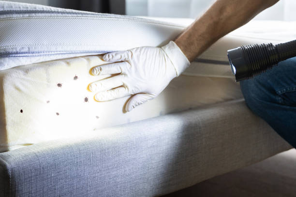 Pest Prevention Services in Panhandle, TX