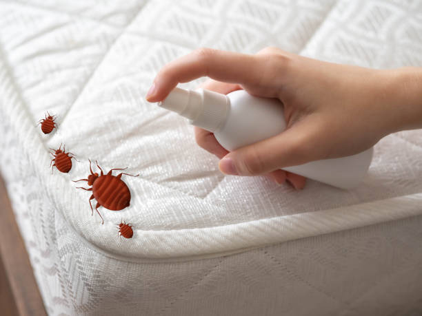 Best Pest Control Near Me in Panhandle, TX