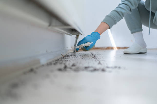 Reliable Panhandle, TX Pest Control Solutions
